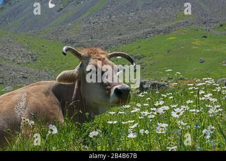 Les vaches ont un repos sur la prairie alpine. Fleurs de pyrèthrum blanches en premier plan. Banque D'Images