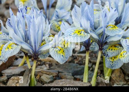 Iris 'Katharine Hodgkin' rockery Ilevers le haut de la fleur Banque D'Images