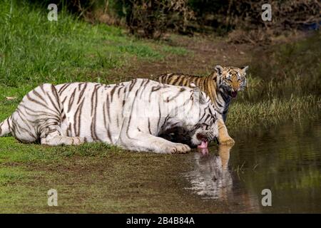 Afrique du Sud, réserve privée, tigre asiatique (Bengale) (Panthera tigris), tigre blanc, femelle adulte près d'un marais, boire avec un jeune enfant régulier de 5 mois Banque D'Images