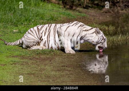 Afrique du Sud, réserve privée, tigre asiatique (Bengale) (Panthera tigris), tigre blanc, femelle adulte près d'un marais, boire Banque D'Images