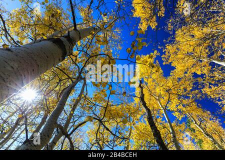 Couvert doré de forêts de trembles jaunes contre le ciel bleu lors d'une journée d'automne dans le Colorado Banque D'Images