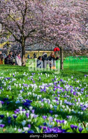 St James Park Londres, Royaume-Uni. 6 mars 2020. Les enfants prennent des photos de cagouts de thé - le soleil de printemps fait ressortir les fleurs et les fleurs du parc St James, Londres. Crédit: Guy Bell/Alay Live News Banque D'Images