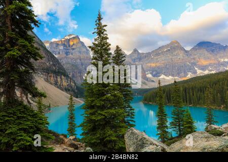Pins longeant le magnifique lac de montagne coloré Moraine en été dans le parc national Banff, au Canada Banque D'Images