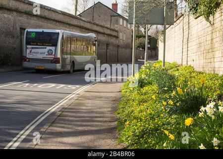 Un entraîneur du sud-ouest passant des priroses, des celandines et des jonquilles qui poussent le long d'une route à Gillingham North Dorset Angleterre GB début mars 2020. Banque D'Images