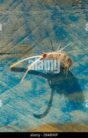 Une mouche de pêche qui a été liée pour ressembler à un petit amphipode marin crustacean connu sous le nom de volutator de Corophium. La mouche pourrait être utilisée pour attraper la mer Banque D'Images