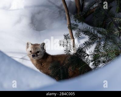 Marten De Pin En Hiver Banque D'Images