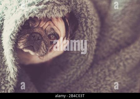 Concept de protection et chien caché avec de belles funny pug sous couverture bleue à la vie animale et paresseux canine portrait Banque D'Images