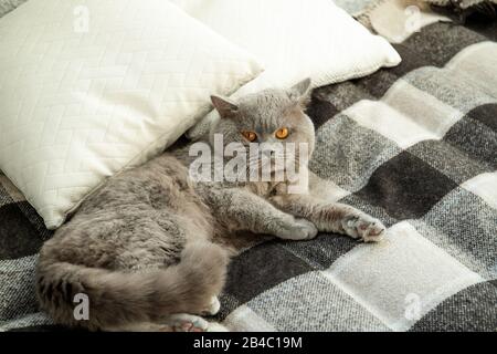 Le chat se trouve sur le lit. Détente. Matin. Le chat regarde l'appareil photo. Banque D'Images