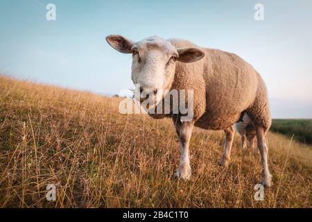 Moutons sur la digue devant le phare Westermarkelsdorf sur l'île allemande Fehmarn un après-midi chaud en été Banque D'Images