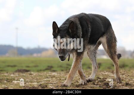 chien de berger allemand marchant à l'extérieur Banque D'Images