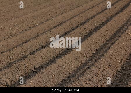 Sol fertile comme base pour une culture agricole fonctionnelle Banque D'Images