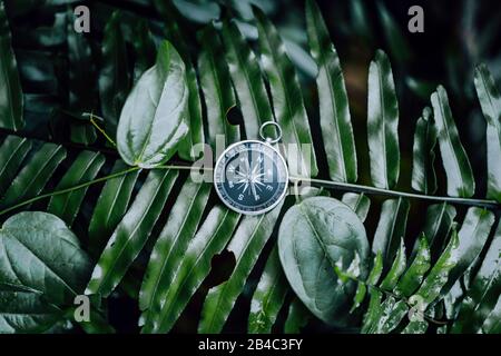 Compas parmi les feuilles de fougères dans une jungle tropicale. Concept de navigation de découverte d'aventure. Banque D'Images