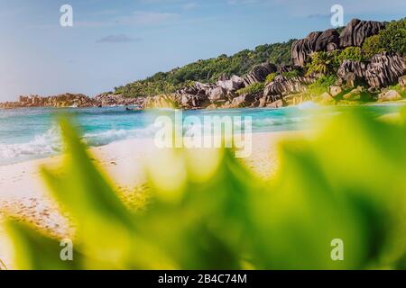 Grande Anse, Île De La Digue, Seychelles. Végétation verte luxuriante défocée en premier plan et magnifique plage de paradis de sable blanc avec des vagues turquoise et une formation unique de roche de granit en arrière-plan. Banque D'Images