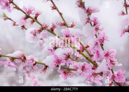 Neige sur les fleurs de pêche au printemps Banque D'Images