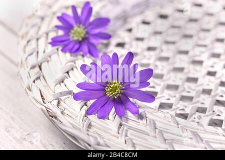 deux belles petites fleurs violettes sur une plaque en osier blanc Banque D'Images