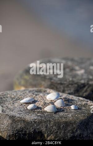 Aperçu de quelques coquillages blancs sur un vieux poteau en bois sur la plage. Banque D'Images