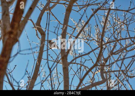 joli petit oiseau sur une branche à travers un ciel bleu d'hiver Banque D'Images