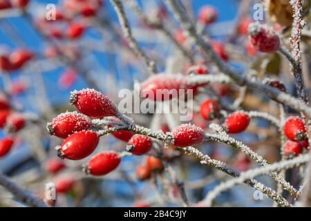 hanches roses rouges avec givre sur une journée froide d'hiver contre un ciel bleu Banque D'Images