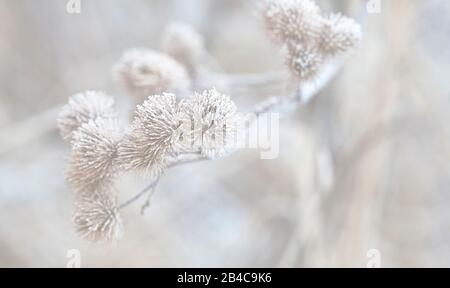 Petites graines blanches sur les plantes sèches avec givre sur une journée froide d'hiver dans une lumière hivernale Banque D'Images