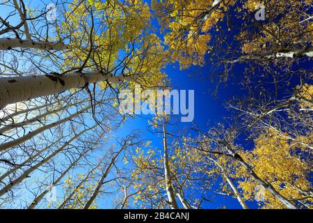 Couvert doré de forêts de trembles jaunes contre le ciel bleu lors d'une journée d'automne dans le Colorado Banque D'Images