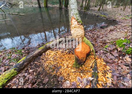 Les troncs d'arbres rongés par les castors d'Europe, Castor fiber, Spessart, Bavaria, Germany Banque D'Images