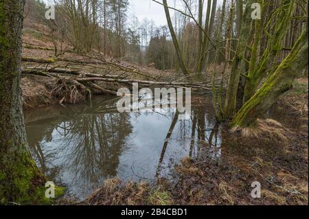 Barrage de castor le castor d'Europe, Castor fiber, Spessart, Bavaria, Germany, Europe Banque D'Images