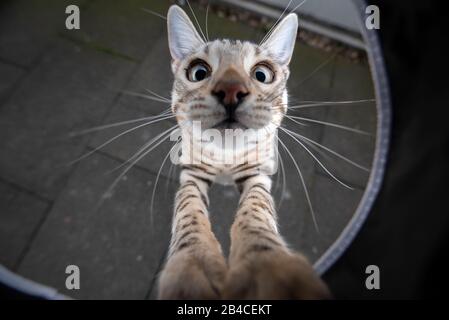 vue en grand angle d'un jeune tabby noir amusant jeune tabby rose bengal chat élever regardant l'appareil photo Banque D'Images