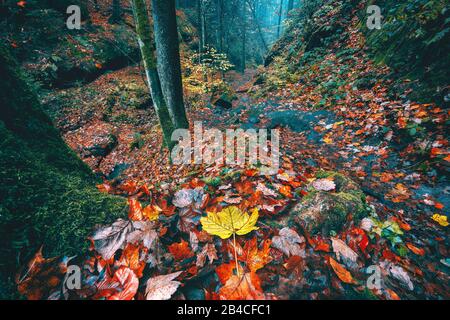 Sentier de randonnée à travers une forêt d'automne dans la lumière douce du matin Banque D'Images