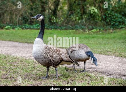 Bernache du Canada Branta canadensis au Cosmeston Country Park dans le sud du pays de Galles Banque D'Images