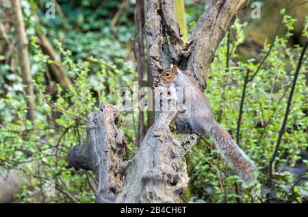 Squirrel gris dans un parc boisé des lacs Cosmiston, près de Penarth, sur la côte sud du Pays de Galles, Royaume-Uni Banque D'Images