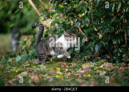 Vue Laterale D Un Tabby British Shorthair Chat Vomit Dans La Cour Arriere Sur La Pelouse Photo Stock Alamy