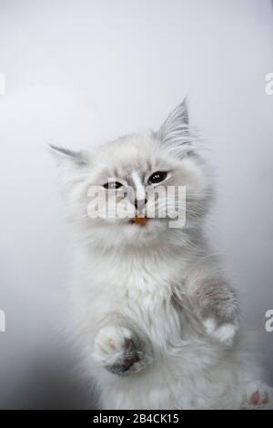 vue de bas en haut d'un joli tabby bleu argent point blanc ragdoll chaton manger de la nourriture sèche sur une table en verre regardant l'appareil photo Banque D'Images