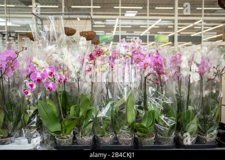 Beaucoup de belles orchidées dans des pots de fleurs en plastique Banque D'Images