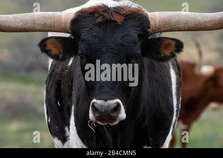 Un gros portrait de la tête et de la face d'un gros taureau de Longhorn noir et blanc avec du foin suspendu de sa bouche et ses longues cornes s'étendant Banque D'Images