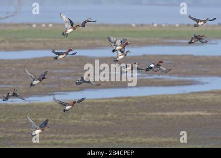 Wigeon (Anas penelope) se déloge d'un marais salé, l'estuaire de Severn, Gloucestershire, Royaume-Uni, janvier. Banque D'Images