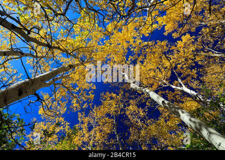 Couvert doré de forêts de trembles jaunes contre le ciel bleu lors d'une journée d'automne dans le Colorado Banque D'Images