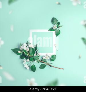 Aménagement créatif avec pommier fleuri sur fond de menthe. Ressort plat Banque D'Images