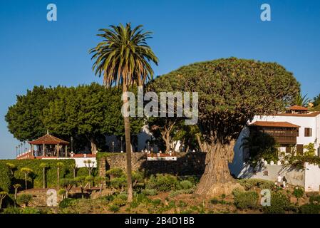 L'Espagne, Iles Canaries, Tenerife Island, Icod de los Vinos, Parque del Drago, Drago géant tree Banque D'Images