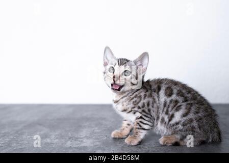 vue latérale de 8 semaines de vieux tabby noir argenté rosé chaton bengal assis sur le sol en béton devant le mur blanc regardant vers le bas mewing Banque D'Images