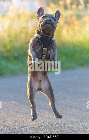 Bouledogue français chiot, jump Banque D'Images