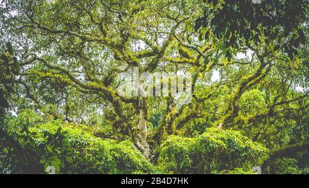 Branches d'un immense arbre Banyan couvert par moos dans la jungle de Bali. Banque D'Images