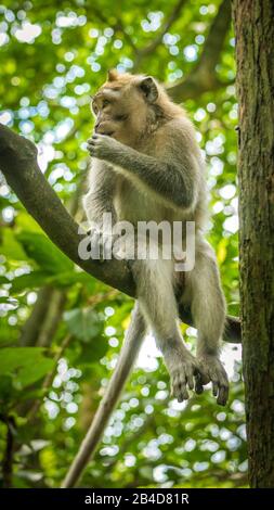 Macaques à queue longue assis sur un arbre, Macaca fascicularis, dans la forêt de singes sacrés, Ubud, Indonésie. Banque D'Images