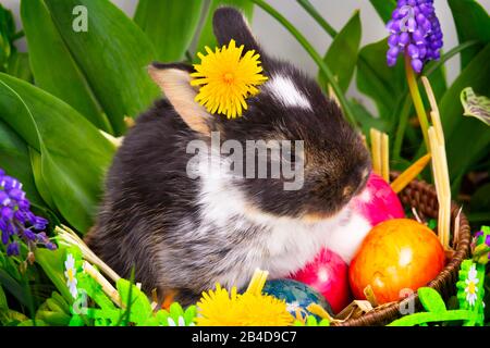 Le lapin de Pâques se cache dans des fleurs Banque D'Images
