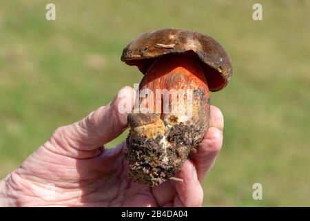 Champignons scarletina bolete (Neoboletus érythropus) Banque D'Images