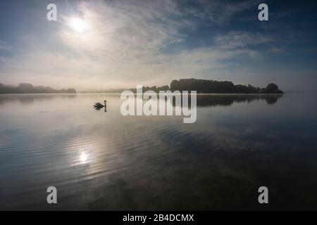 Des cygnes dans le dos du soleil levant, du lever du soleil et des nuages de couleur réfléchissante dans le lac, du brouillard sur l'eau, du soleil levant avec le brouillard épluchant, du soleil se brisant à travers une journée de printemps Banque D'Images