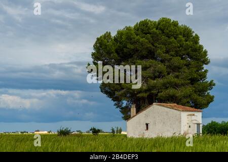 Une cabane de gardien dans les rizières du Delta de la rivière Ebro Banque D'Images