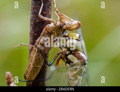 Damsel de mosaïque bleu-vert (Aeshna cyea), juste éclos sur la peau des larves, Bavière, Allemagne Banque D'Images