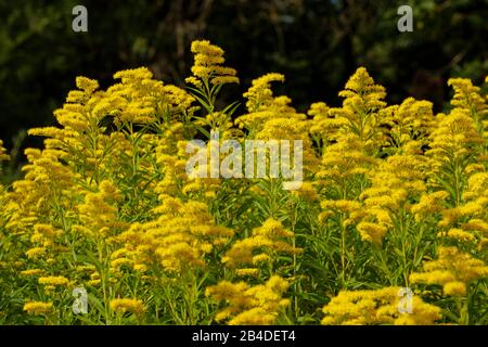 Le géante verge d'or (Solidago gigantea), réserve naturelle Isarauen, Haute-Bavière, Bavière, Allemagne Banque D'Images