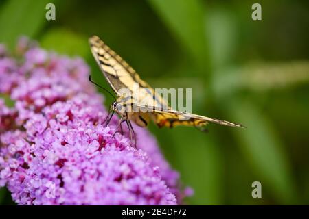 Swallowtail (Papilio machaon), sur des fleurs de papillon lilas (Buddleja davidii), Allemagne Banque D'Images