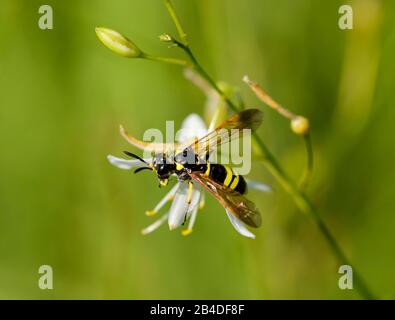 Batte D'Argile (Ancistrocerus Nigricornis), Königsbrunner Heide, Bavière, Allemagne Banque D'Images